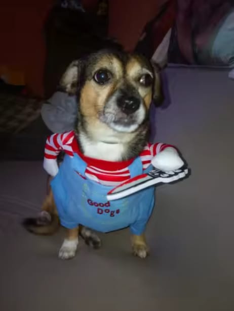 Customer photo review of Disfraz de Halloween para mascotas
