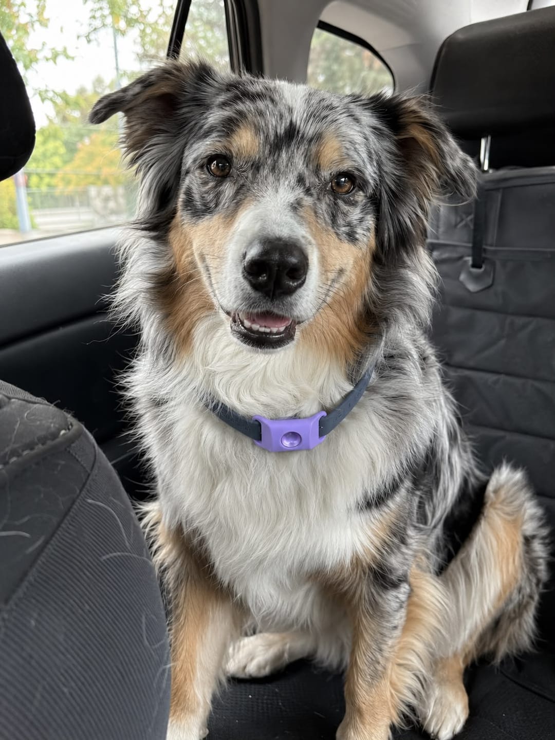Customer photo review of CANIFORT™ Pendant | FREE Now