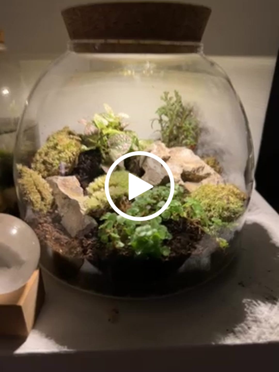 Customer video review of Light Up Terrarium Kit