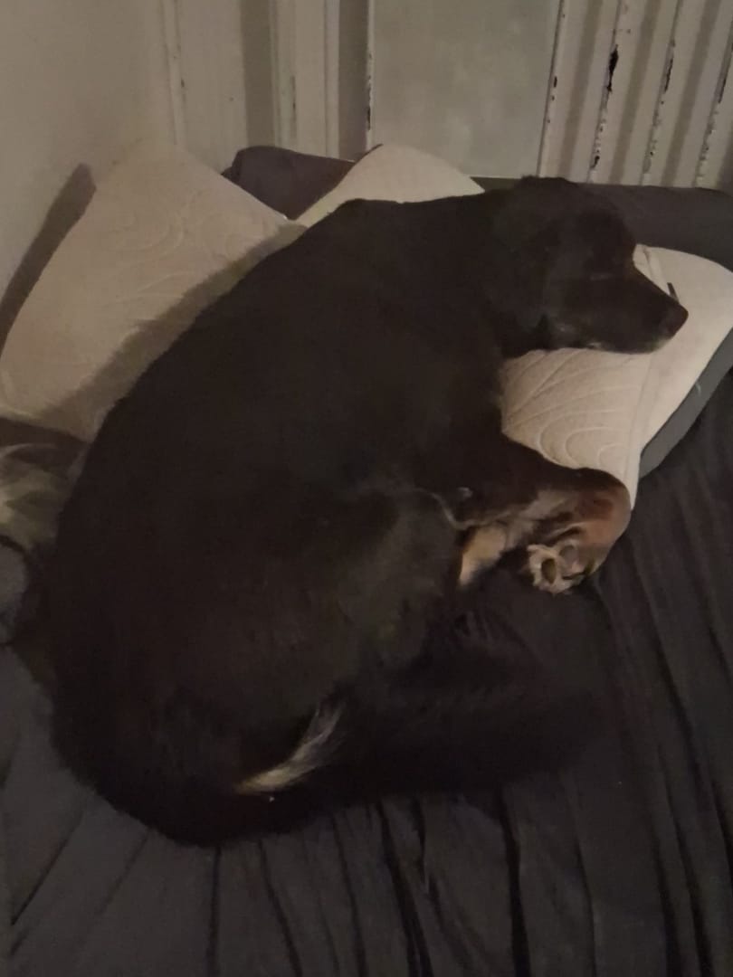 Customer photo review of OptiWize Collagen +Plus Dog and Cat Joint Health Supplement