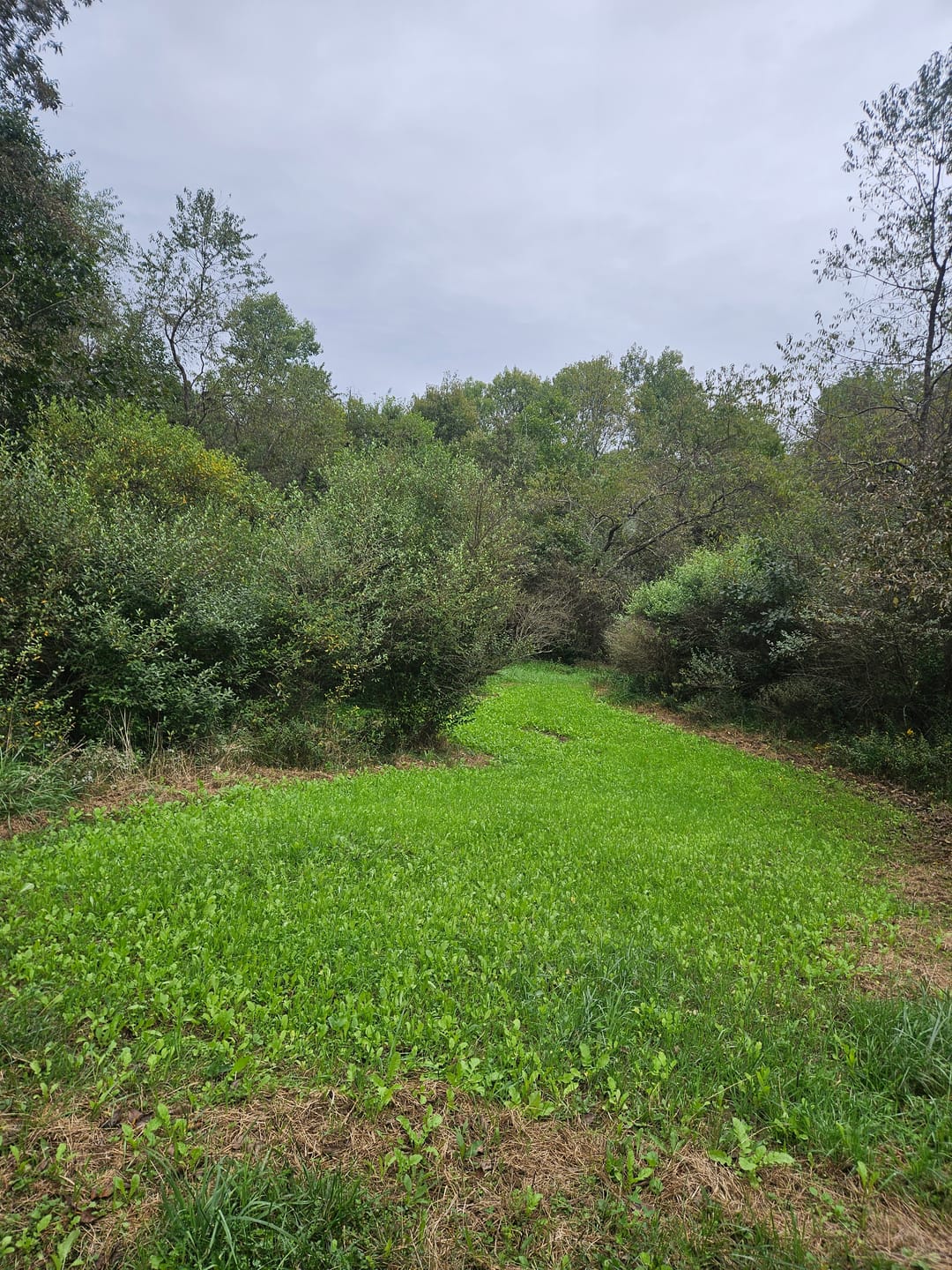 Customer photo review of No Till No Problem