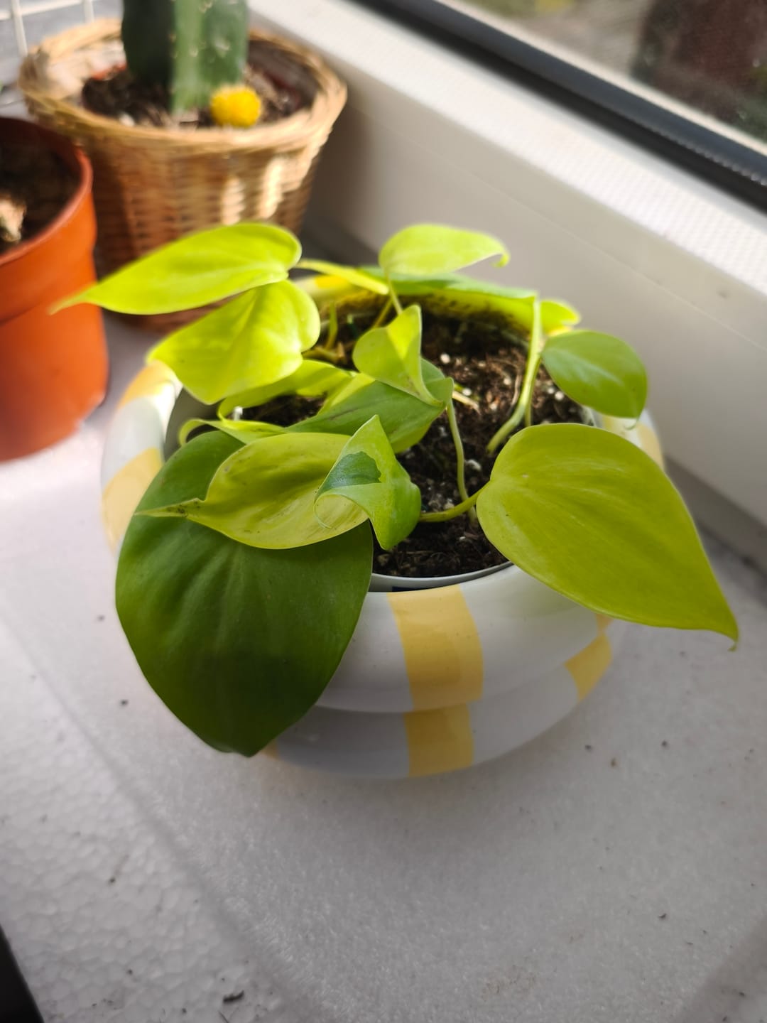 Customer photo review of PHILODENDRON HEDERACEUM LEMON LIME