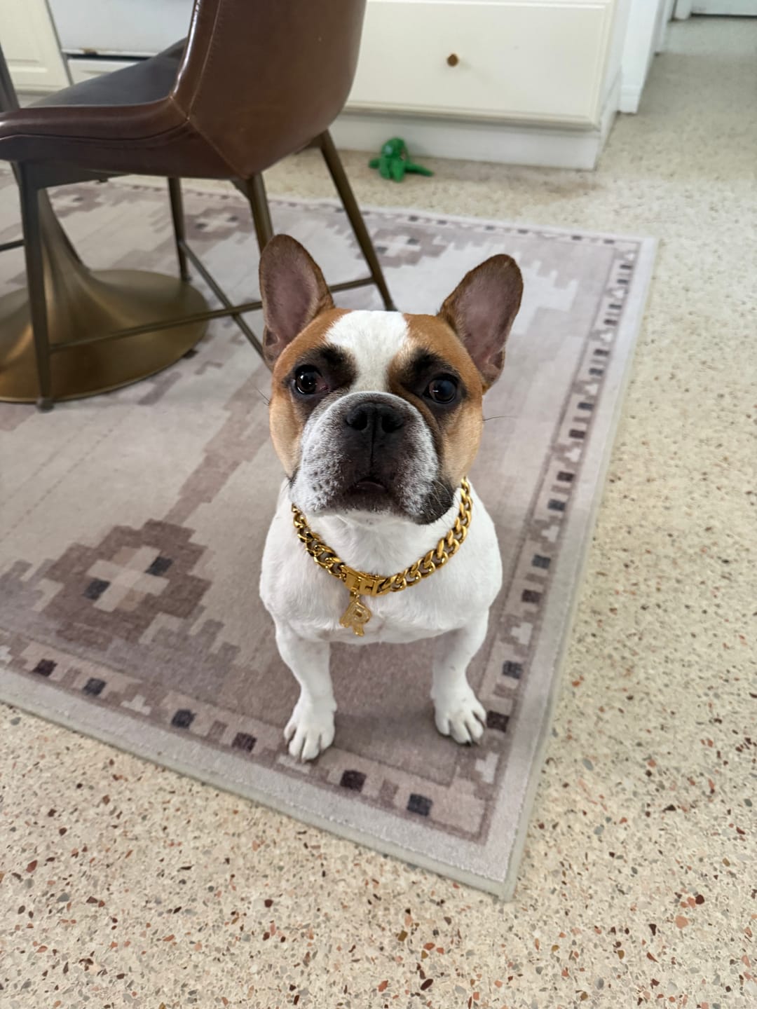 Customer photo review of Cuban Link Chain Dog Collar - Gold