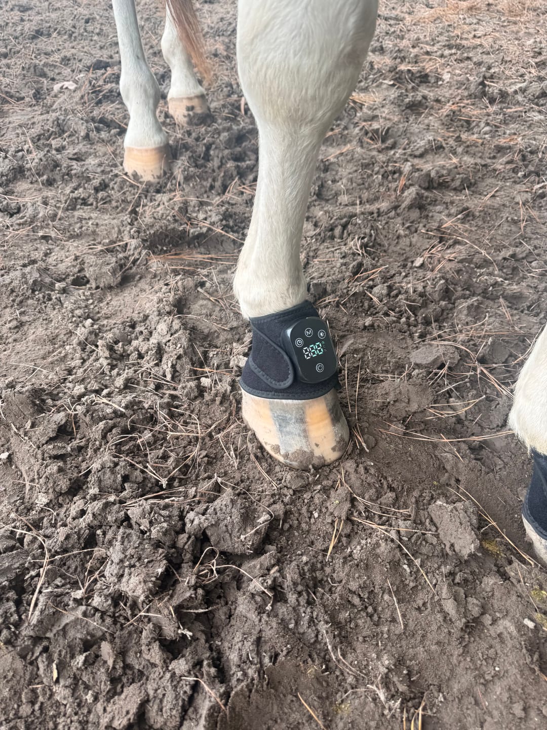 Customer photo review of HorseHalo™ HaloLegs Mini