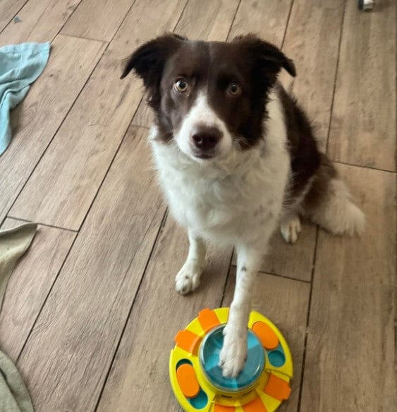 Customer photo review of Puzzle interactif - distributeur de croquettes