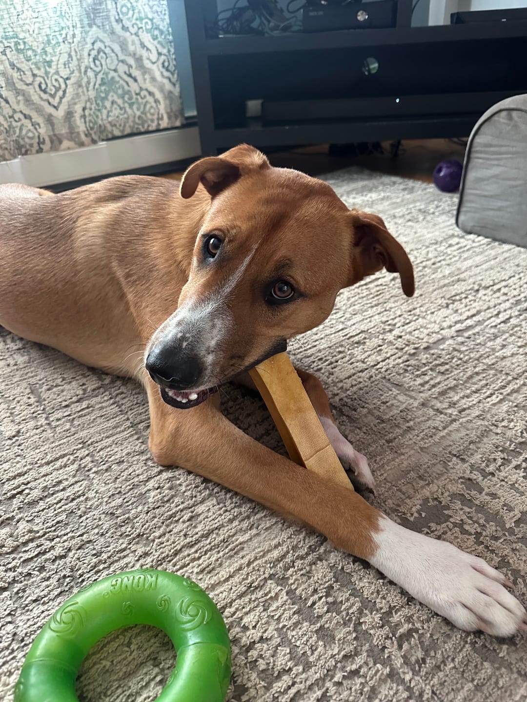 Customer photo review of Himalayan Yak Chew (MEGA)