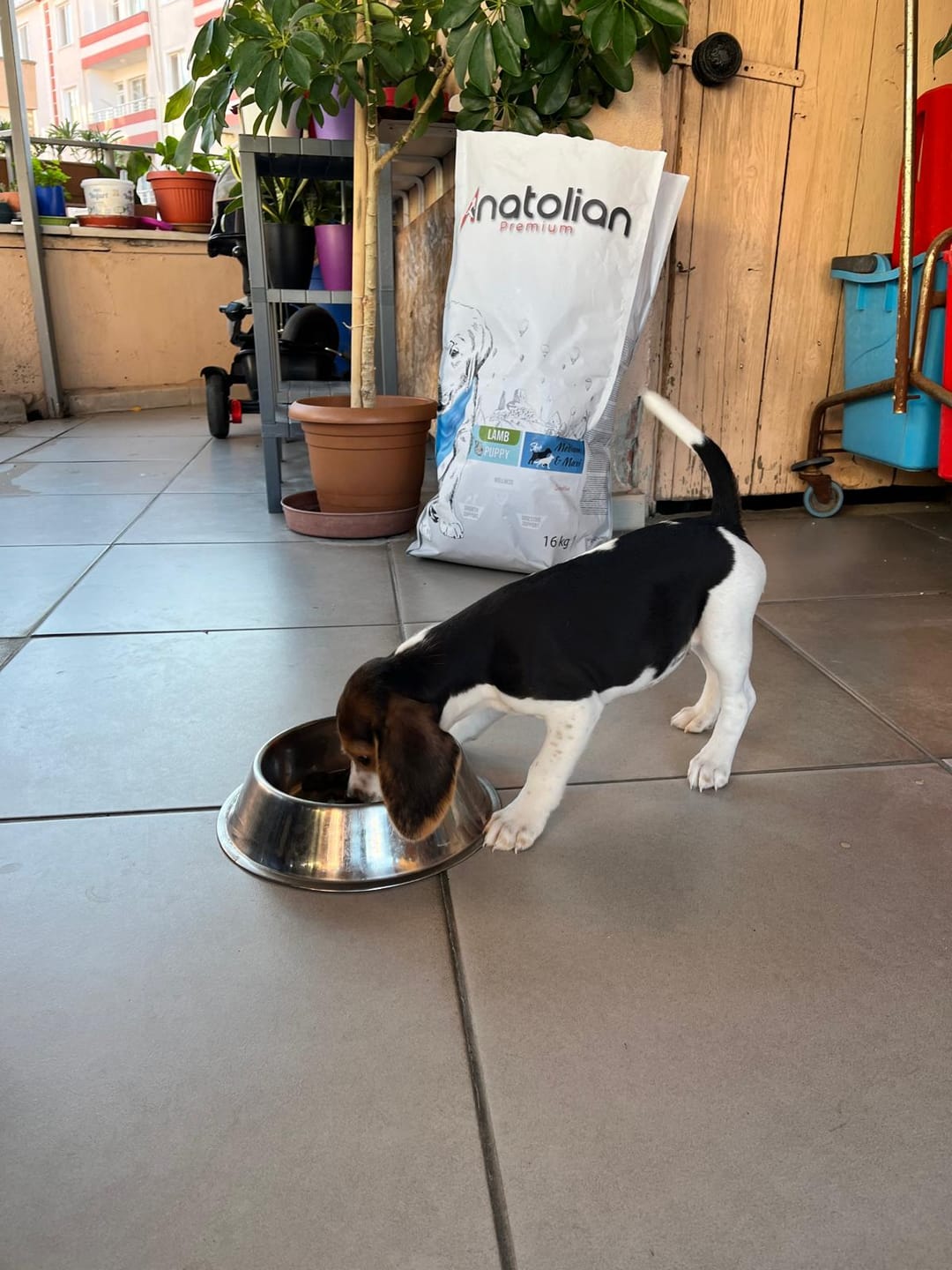 Customer photo review of Kuzulu Yavru Medium & Maxi Köpek Maması 16 kg