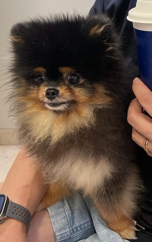 顧客的黑色和棕色博美犬被抱在懷中，正在使用 ProBiome™ 狗狗益生菌軟粒後改善了健康狀況。