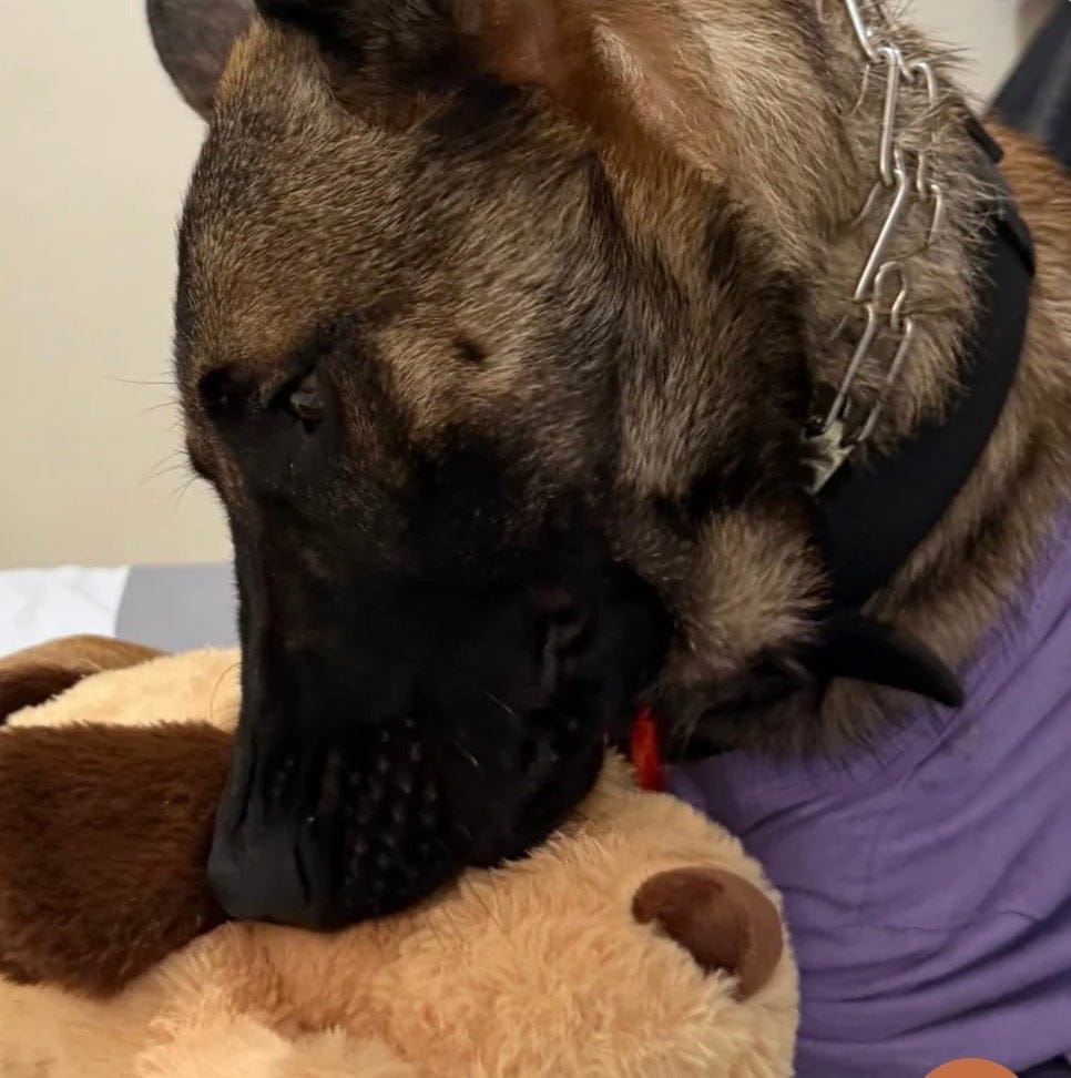 Customer photo review of Peluche con latido realista para perros
