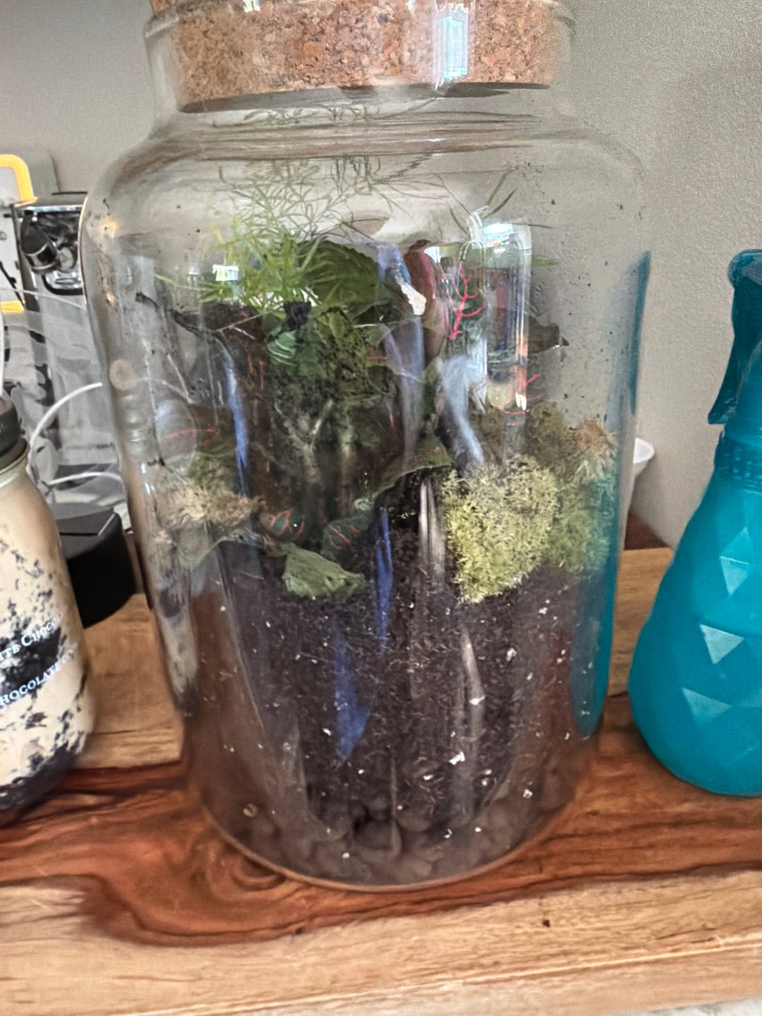 Customer photo review of Light Up Terrarium Kit