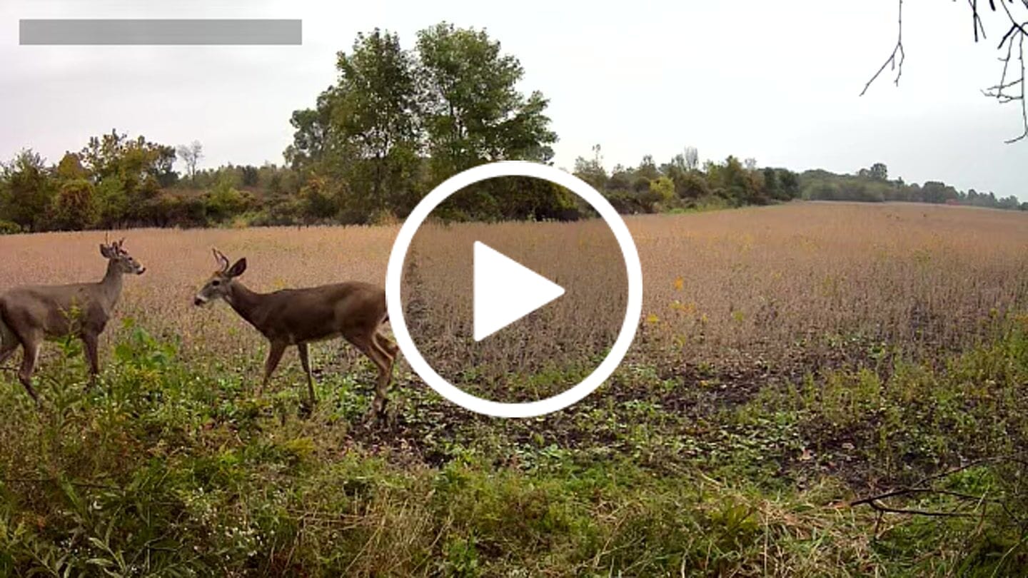 Customer video review of VisTall 360 See-Through Ground Blind | 75-Inch 3 Person Pop Up Deer Blind with No-Trip Door | Portable Camo Hunting Blind with Blackout Curtain for Whitetail Deer Hunting