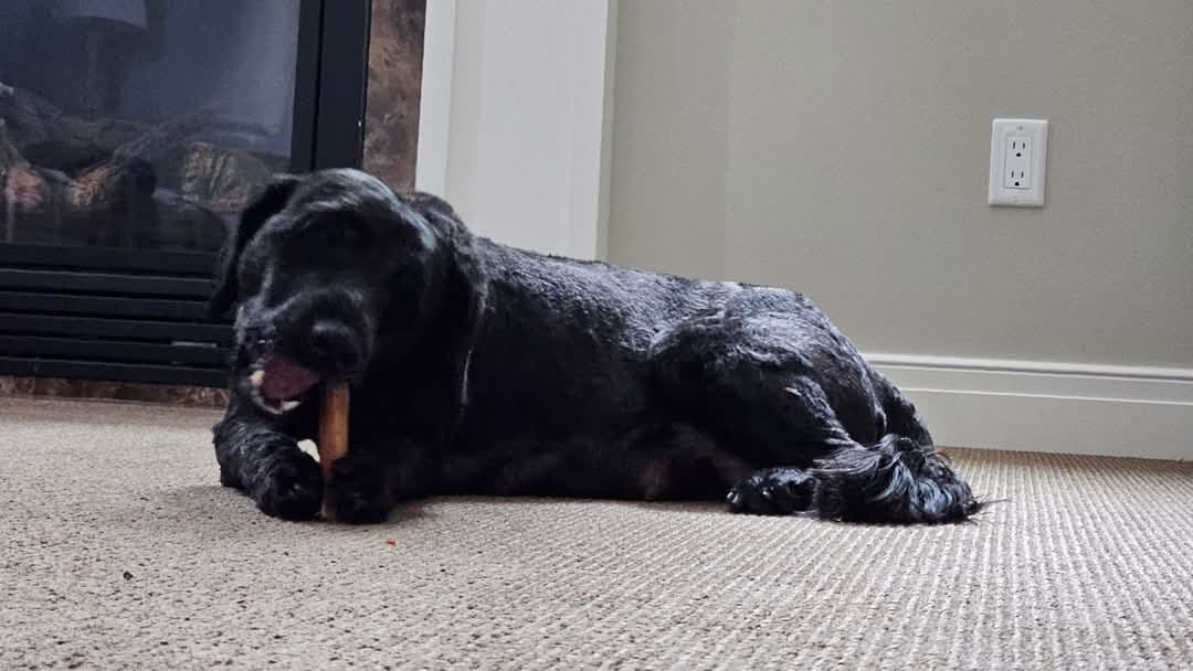 Customer photo review of 12 Inch Standard Bully Stick