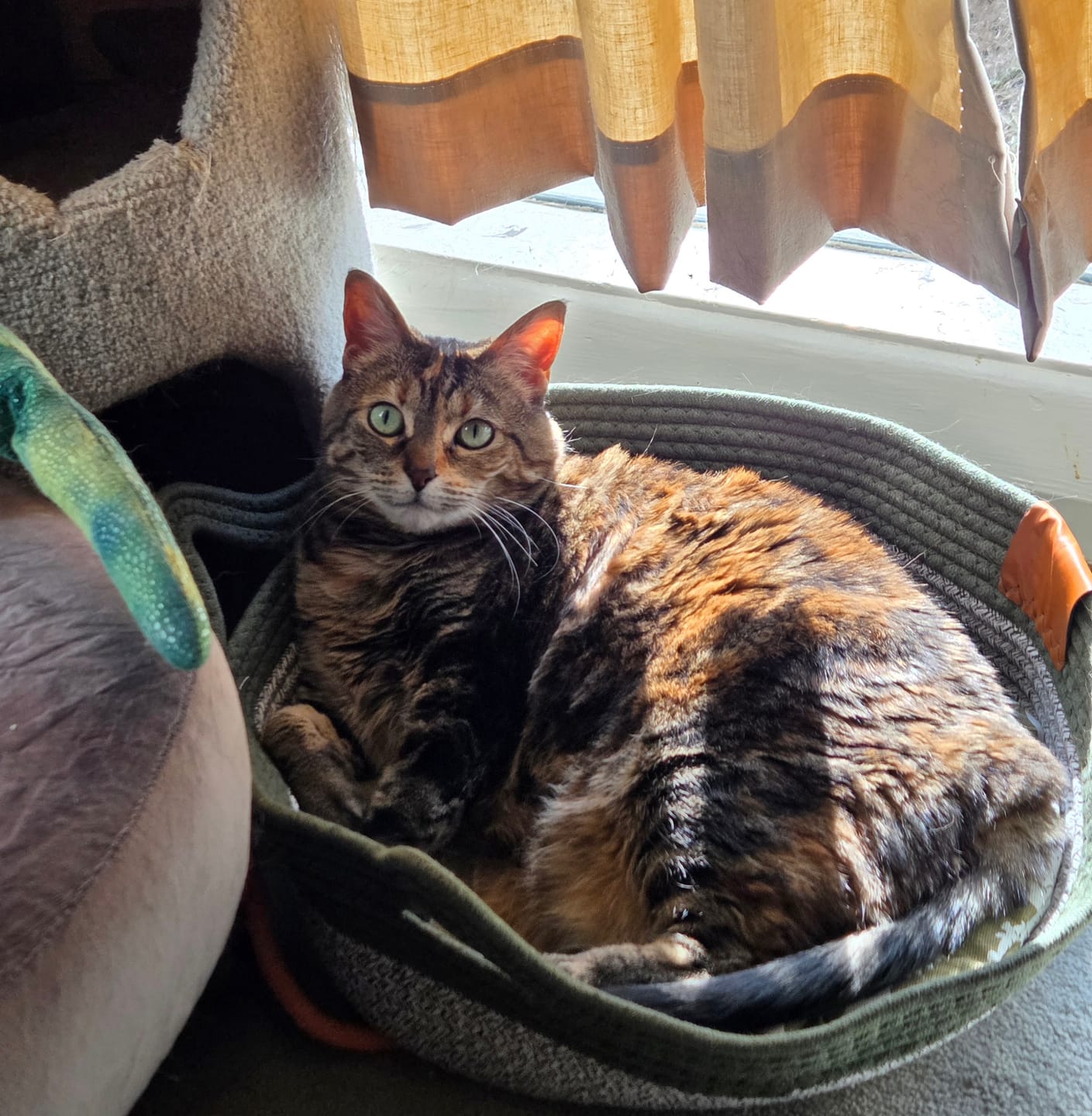 Customer photo review of Instinct Basket | Meet the first research-backed natural territory for indoor cats