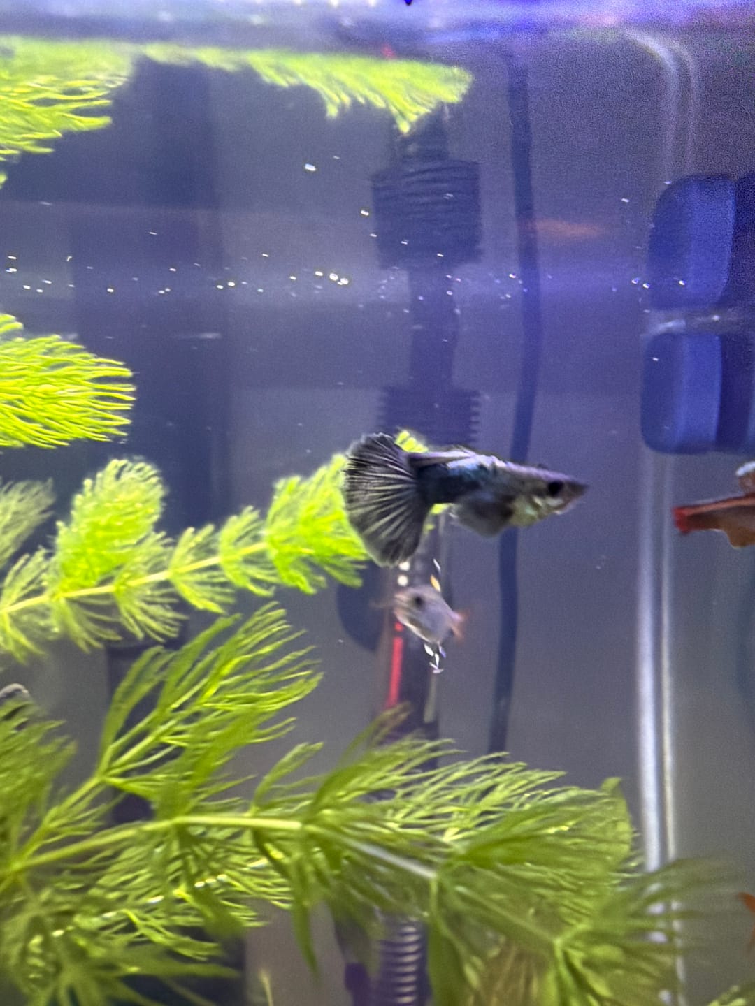 Customer photo review of Green Dragon Guppy Fish
