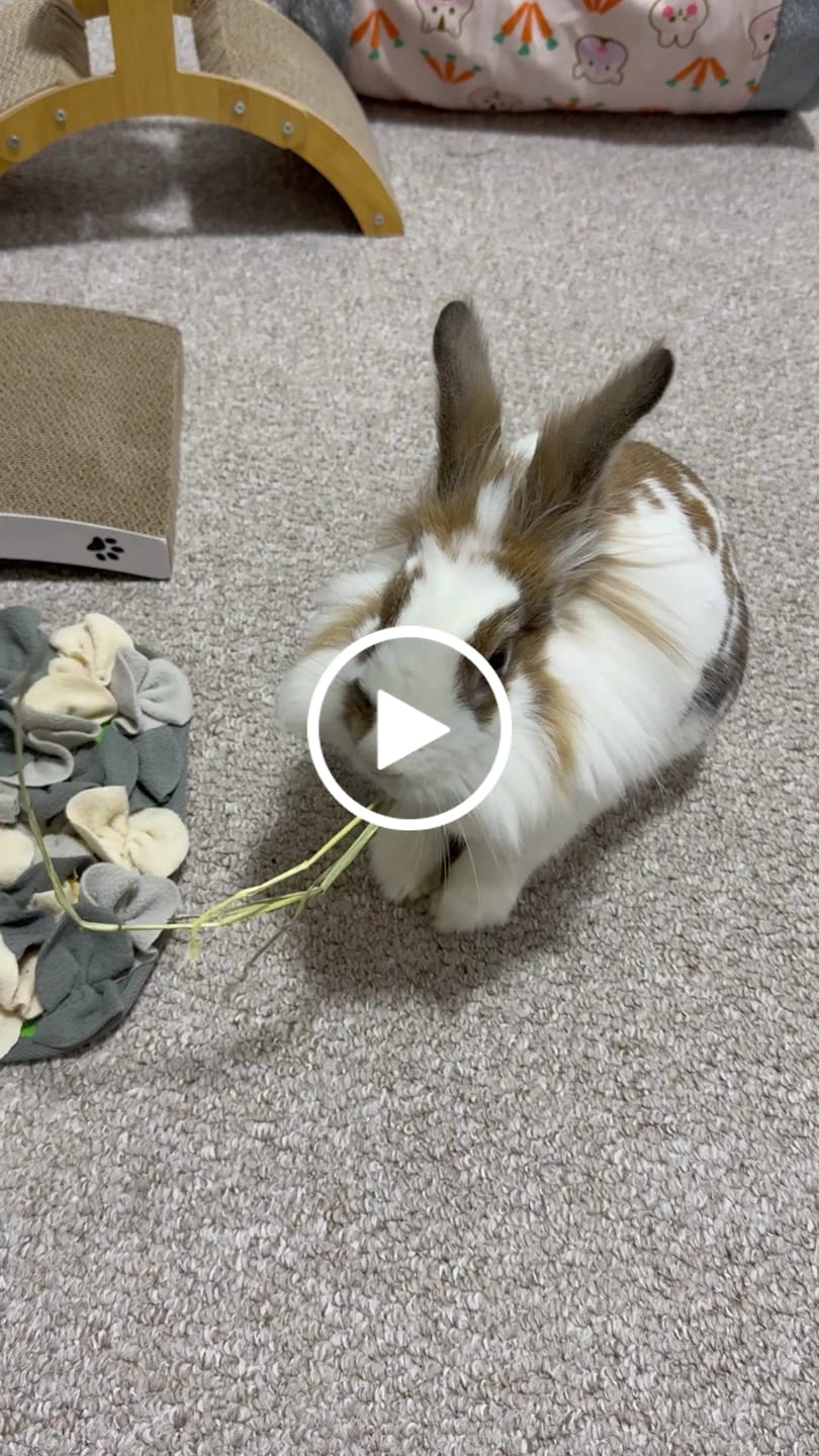Customer video review of Second Cut Timothy Hay - Ultra Premium Canadian Hay for Rabbits and Guinea Pigs