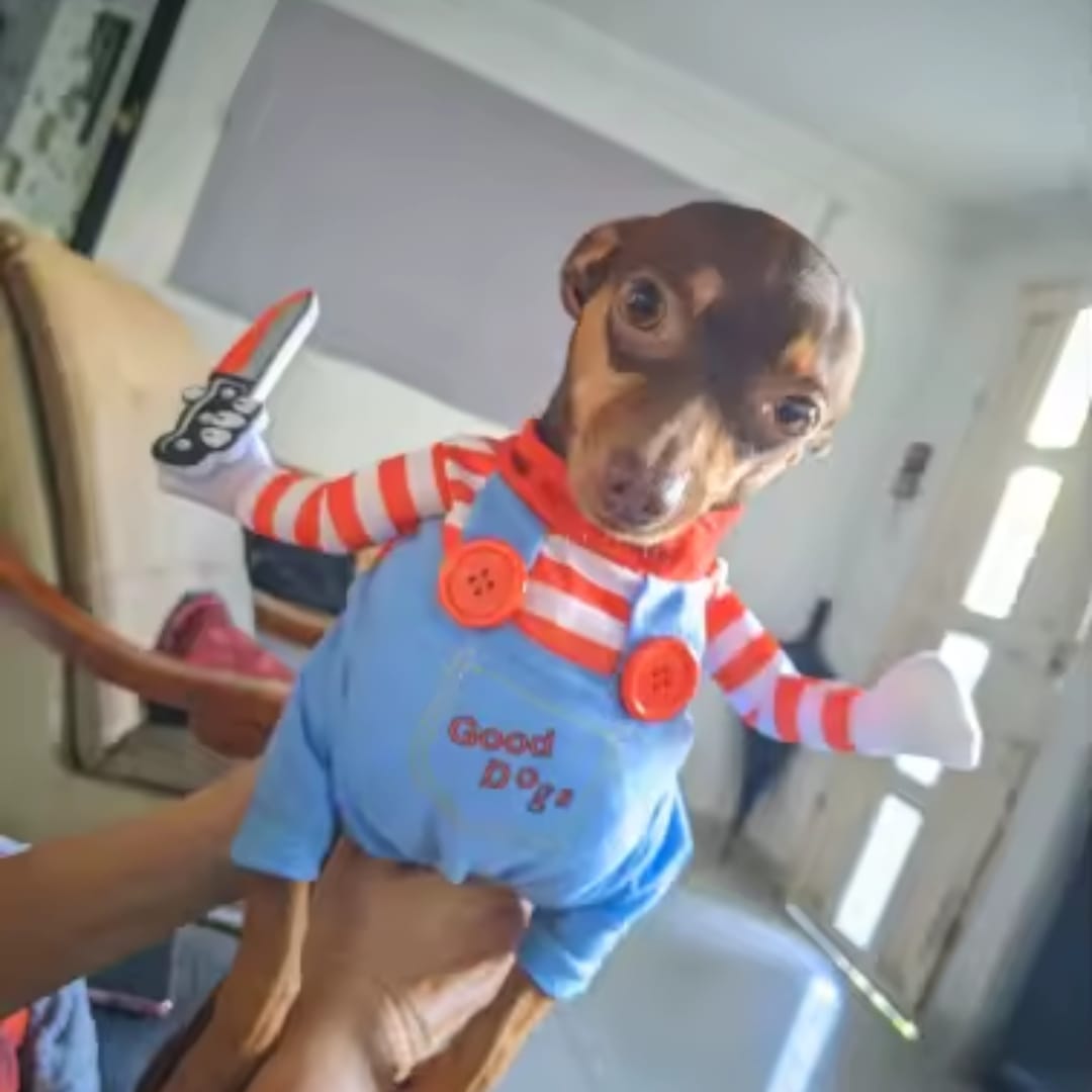 Customer photo review of Disfraz de Halloween para mascotas