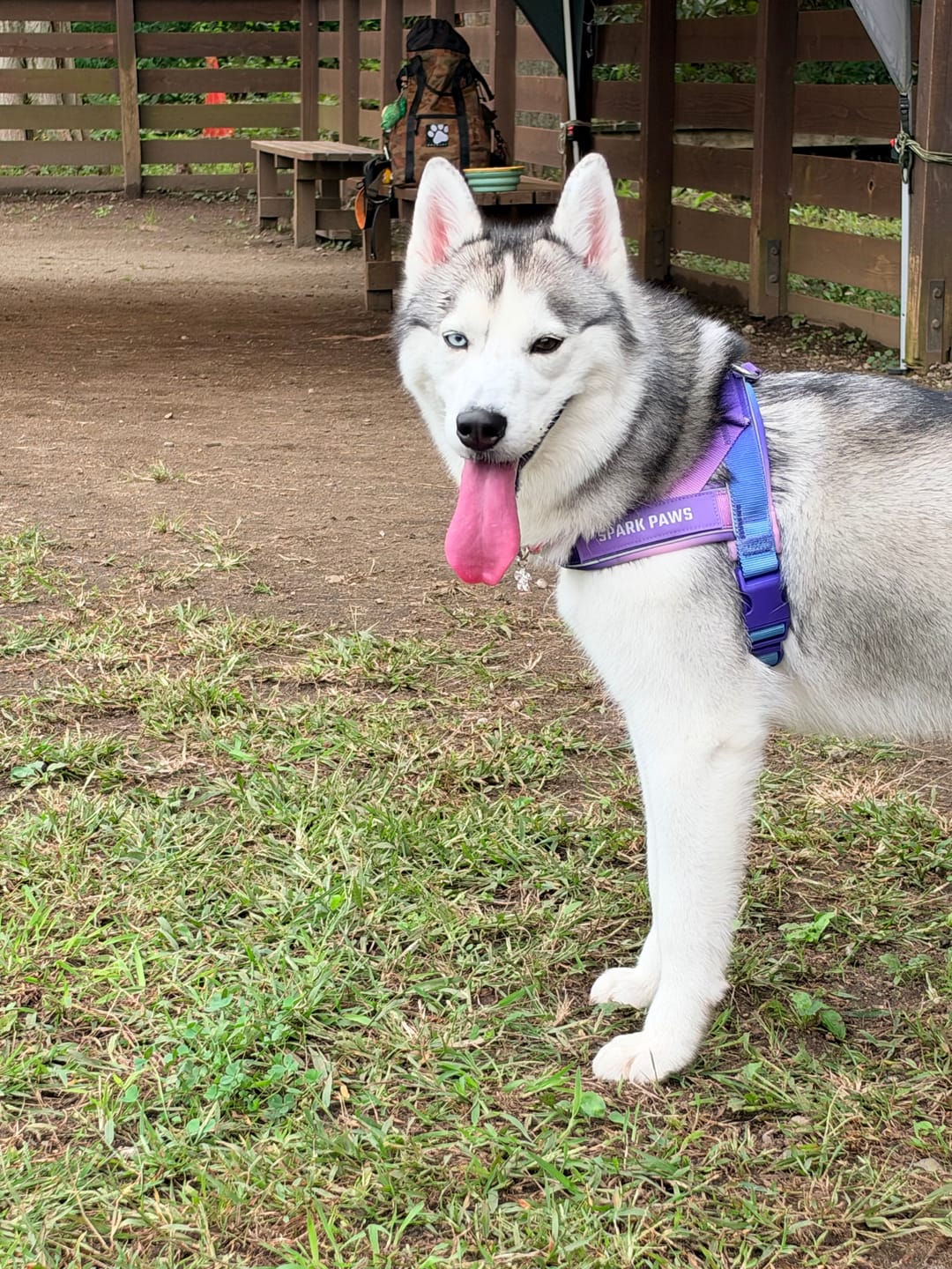 Customer photo review of Grab & Go Harness - 90s Retro