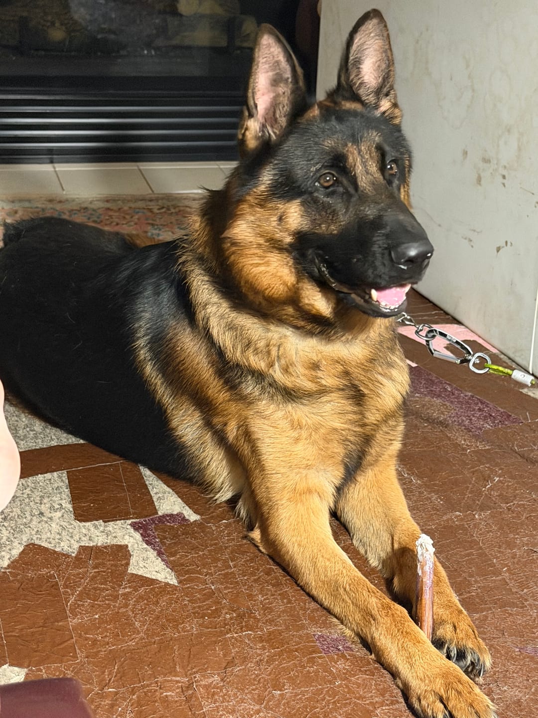 Customer photo review of 6 Inch Extra Thick Bully Sticks