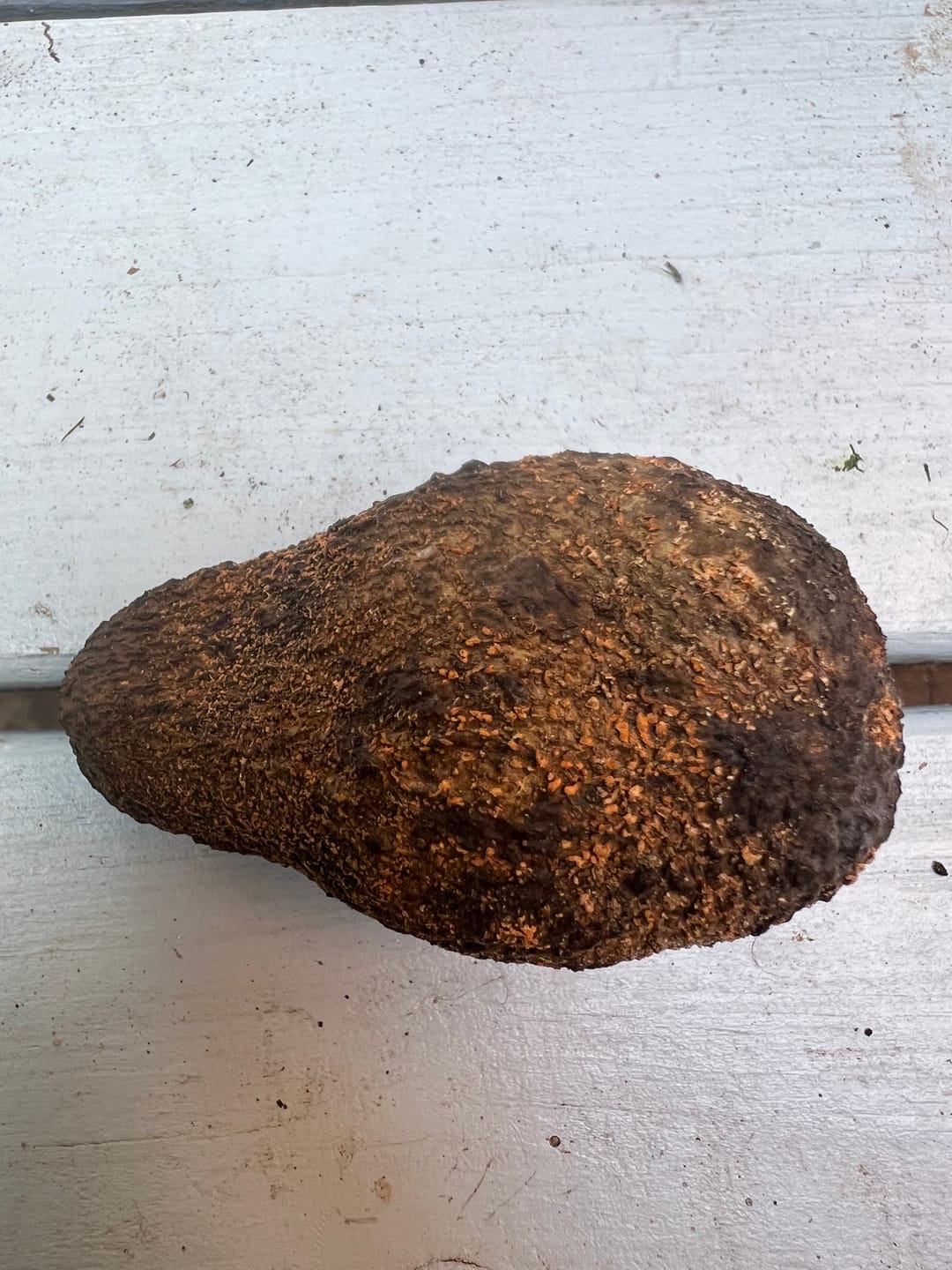 Customer photo review of Avocado Entdeckerbox Aktionspreis %