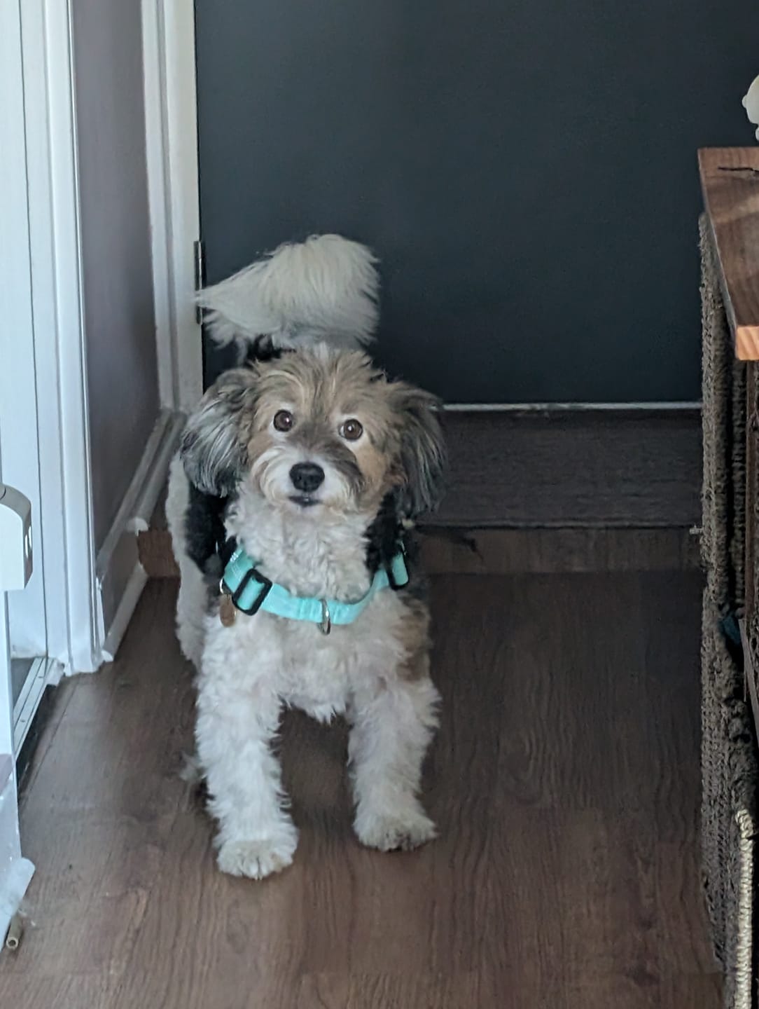 Customer photo review of ParoPet No Pull Dog Harness