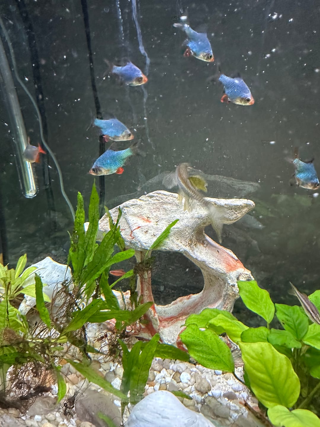 Customer photo review of Jade Tiger Barb (Puntigrus tetrazona)