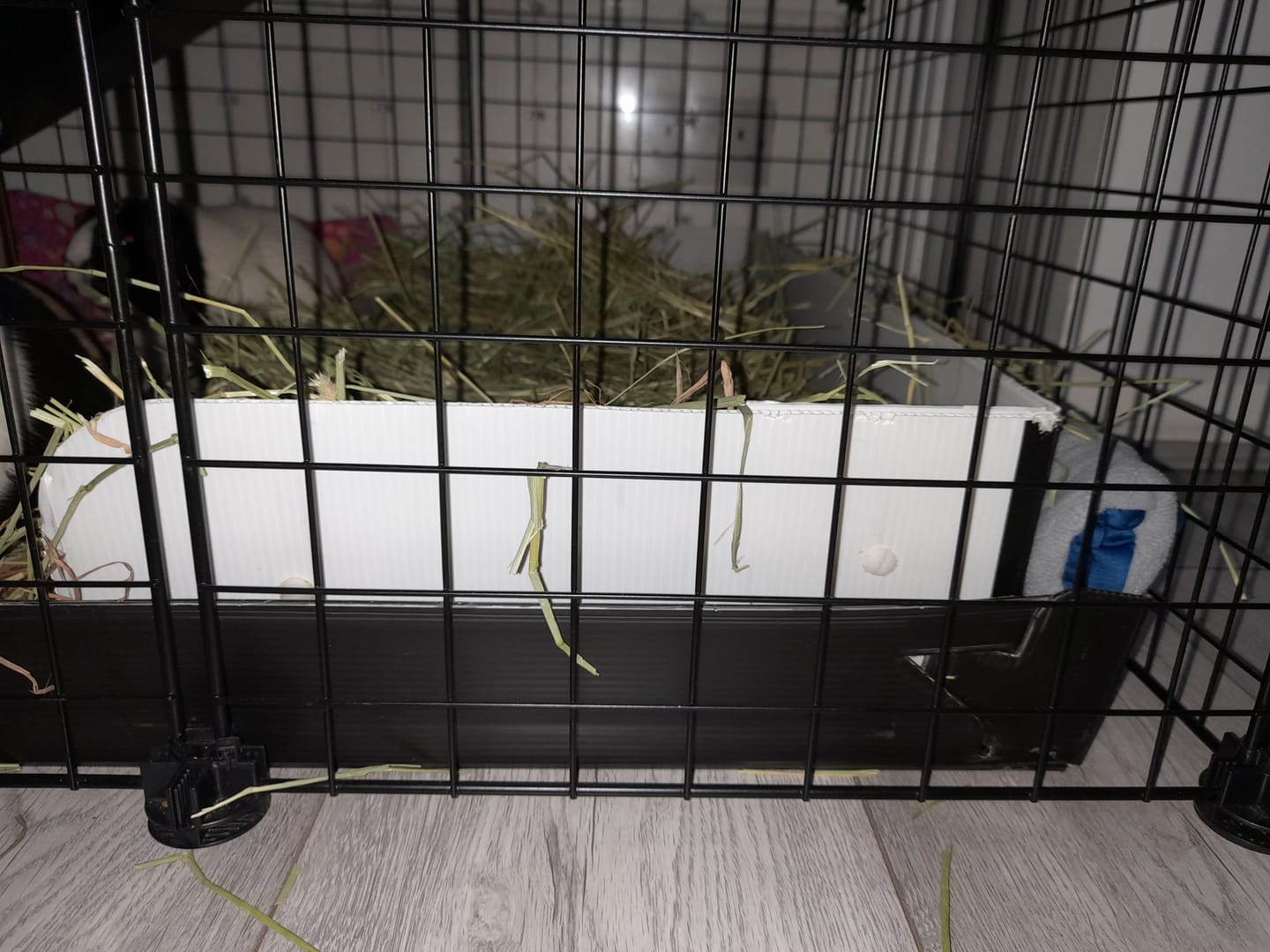 Customer photo review of Second Cut Timothy Hay - Ultra Premium Canadian Hay for Rabbits and Guinea Pigs