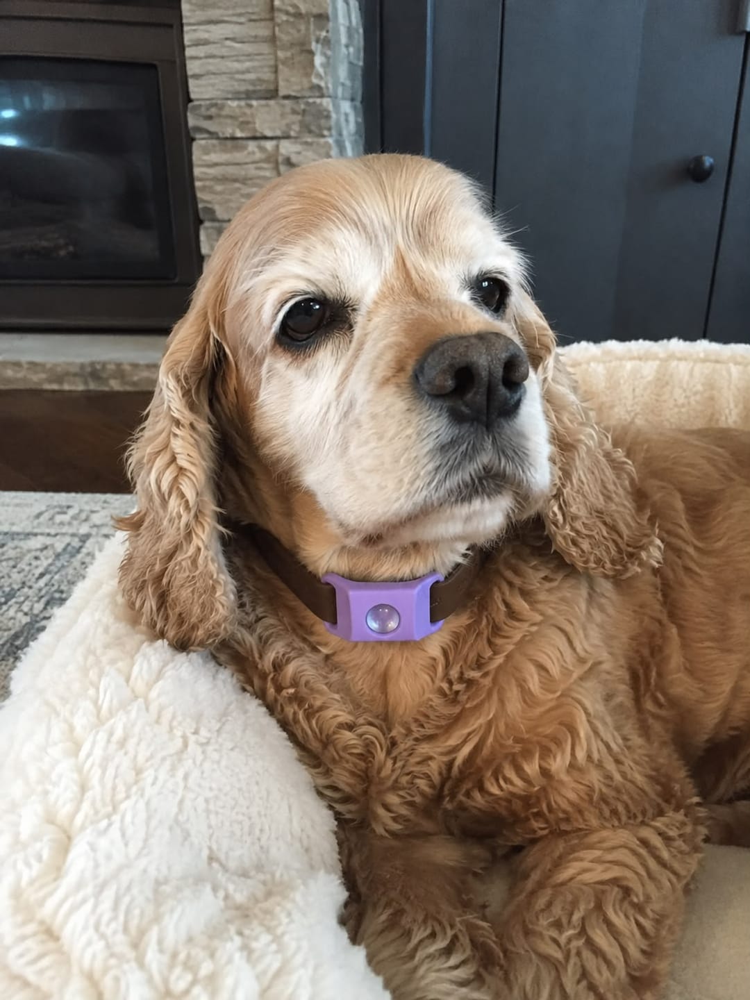 Customer photo review of CANIFORT™ Pendant | FREE Now