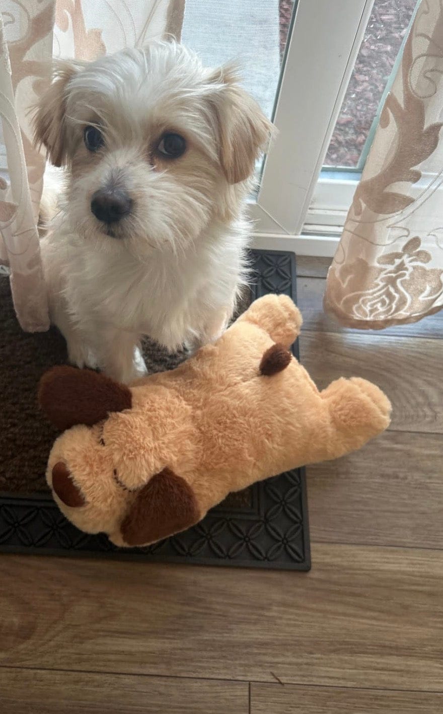 Customer photo review of Peluche con latido realista para perros