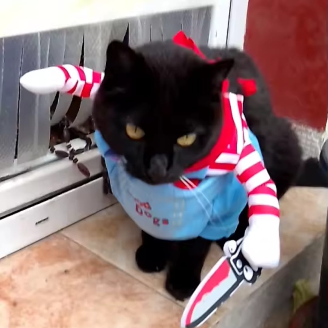 Customer photo review of Disfraz de Halloween para mascotas