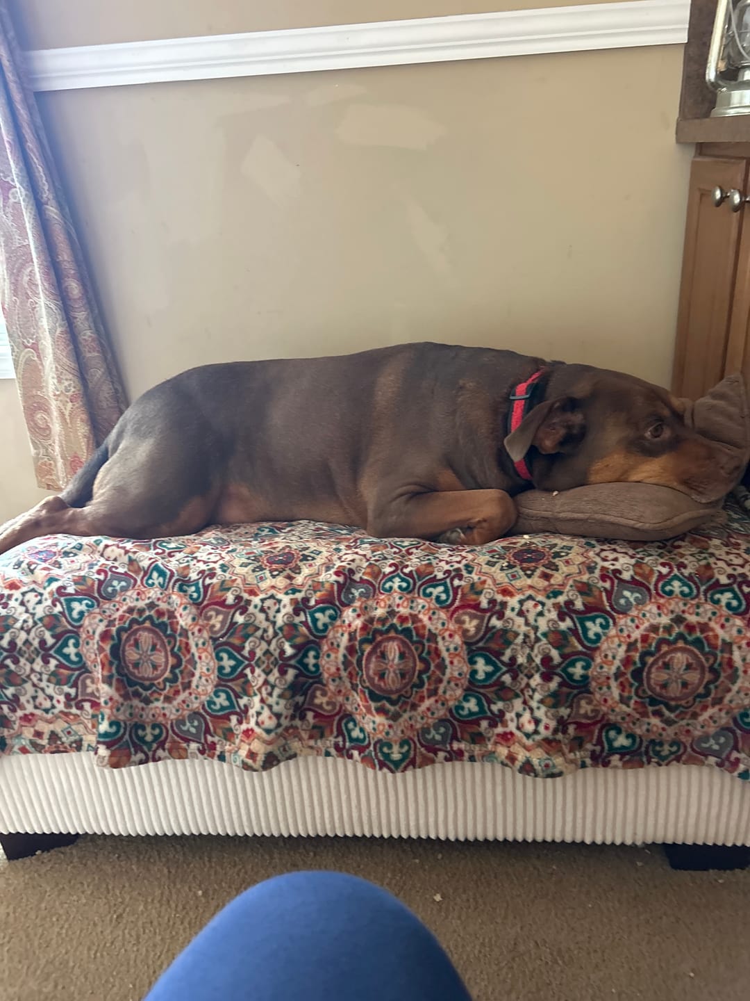 Customer photo review of FurLife™ - 12 Months All Natural Flea and Tick Tags for Dogs