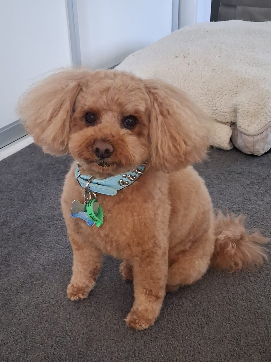Customer photo review of Dr Tummy Probiotics for Dogs - 32 Tablets