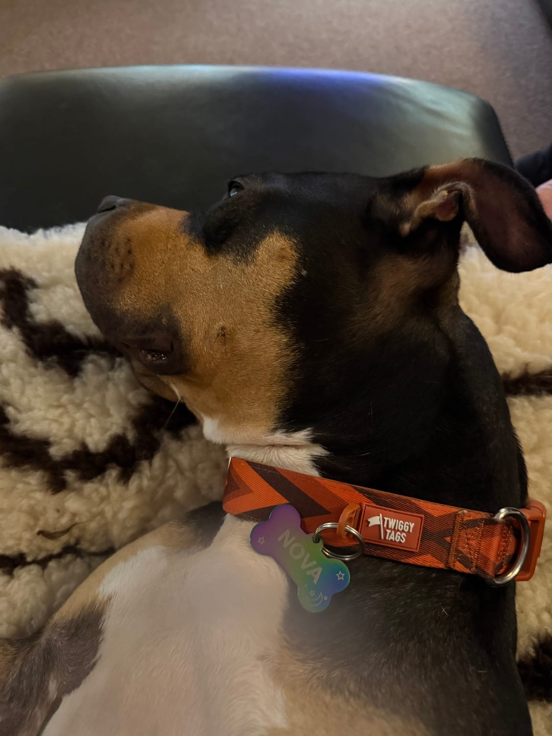 Customer photo review of Comfort Collar