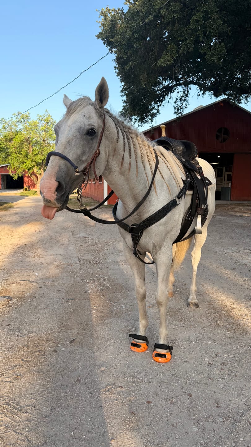 Customer photo review of Renegade® Viper  Glow™ Hoof Boot - Jack o' Lantern