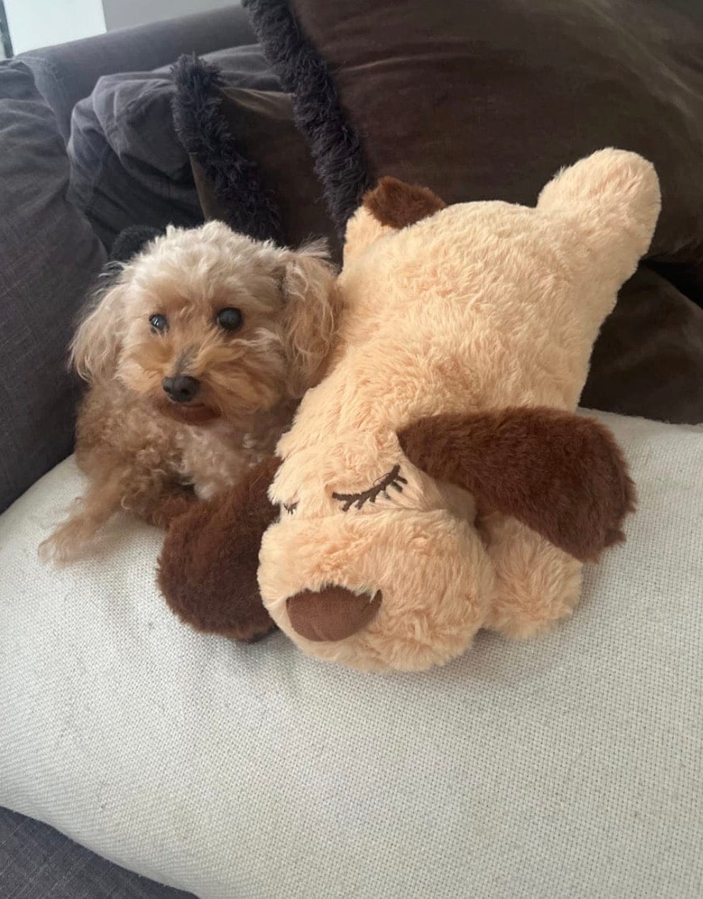 Customer photo review of Peluche con latido realista para perros