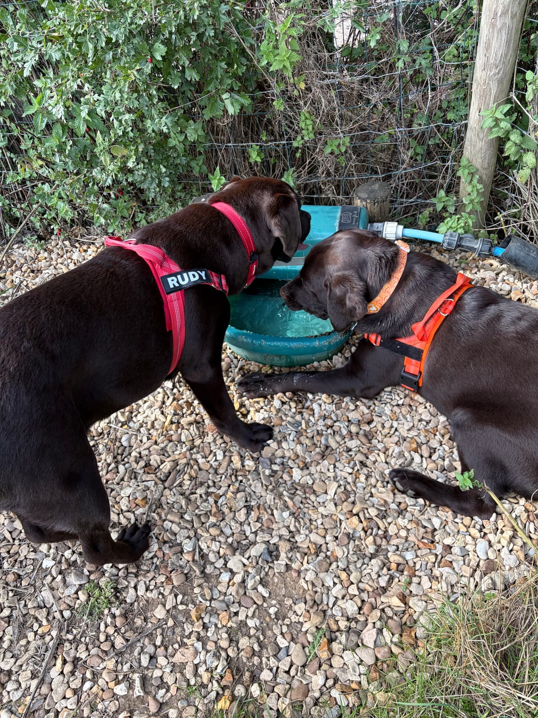 Customer photo review of ParoPet No Pull Dog Harness