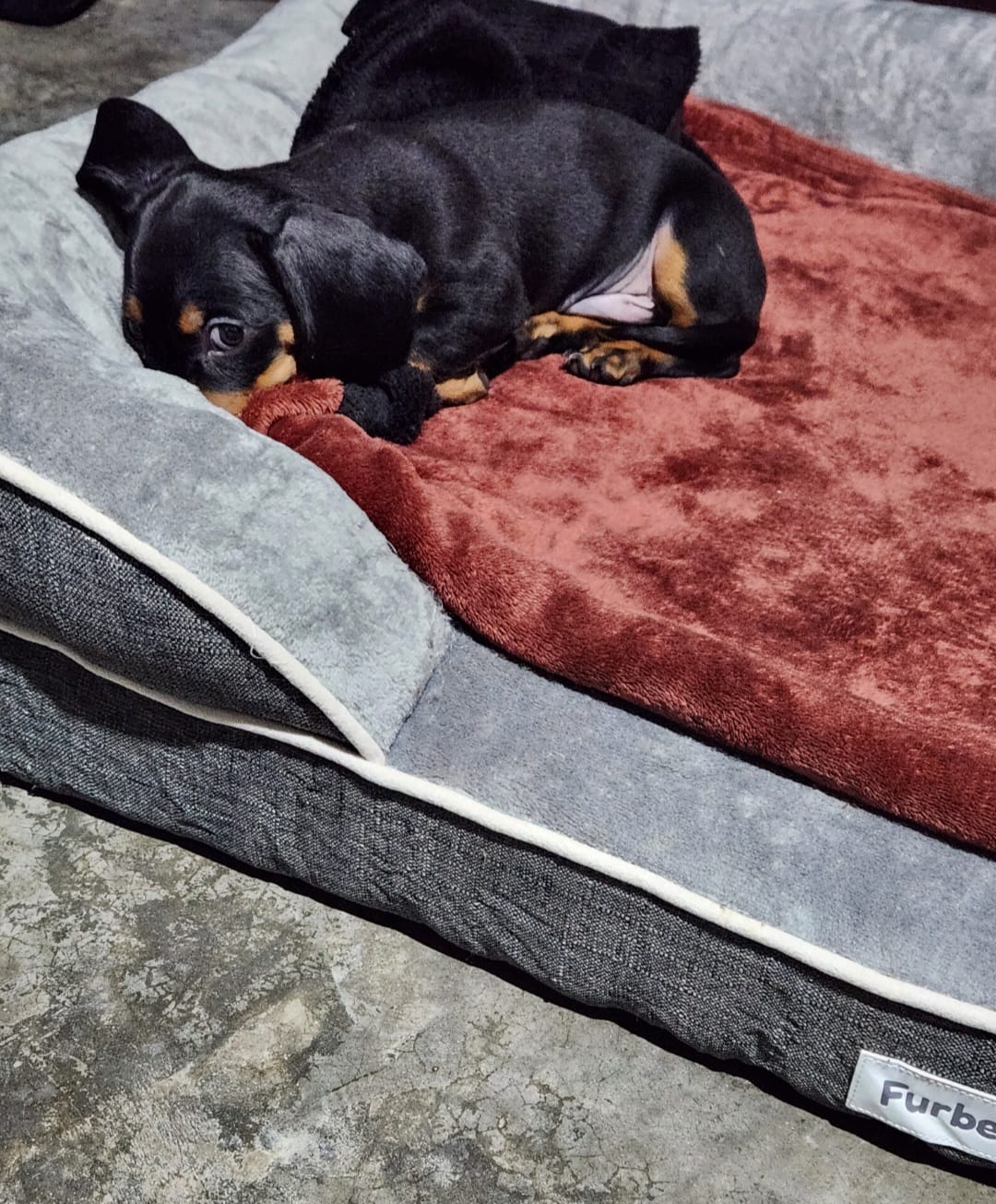 Customer photo review of Cama Ortopédica para Perros
