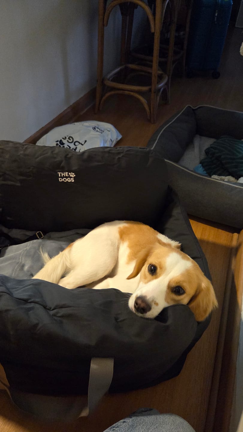 Customer photo review of Asiento Primera Clase THE DOGS — Viajes seguros y cómodos