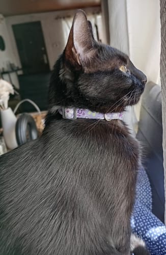 Customer photo review of Collar Gato Hebilla Grabada Abrefácil