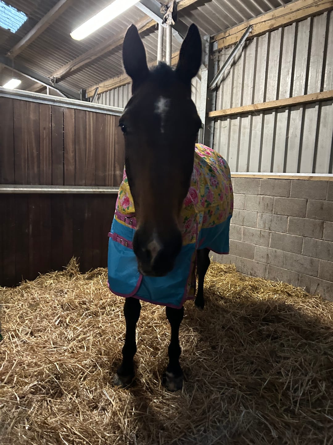 Customer photo review of Country Garden Stable Rug