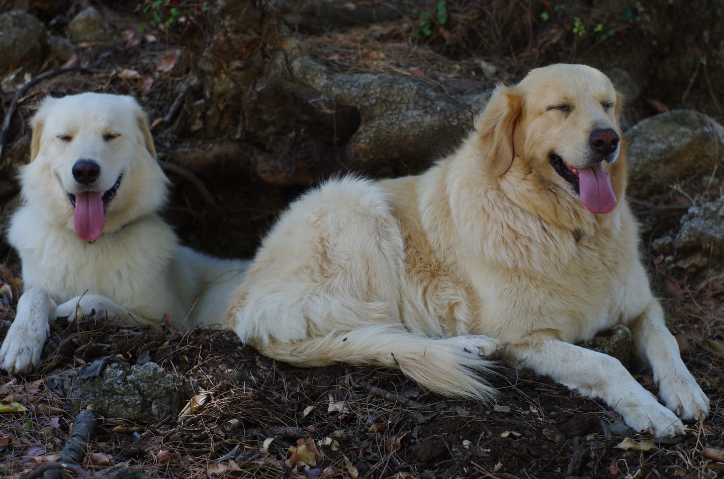 Customer photo review of Kuzulu Yetişkin Köpek Ezme Konserve 400 gr