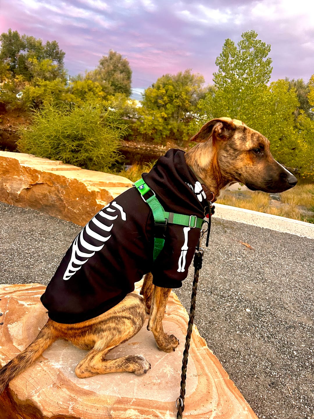 Customer photo review of Halloween Dog Hoodie - Reflective Skeleton