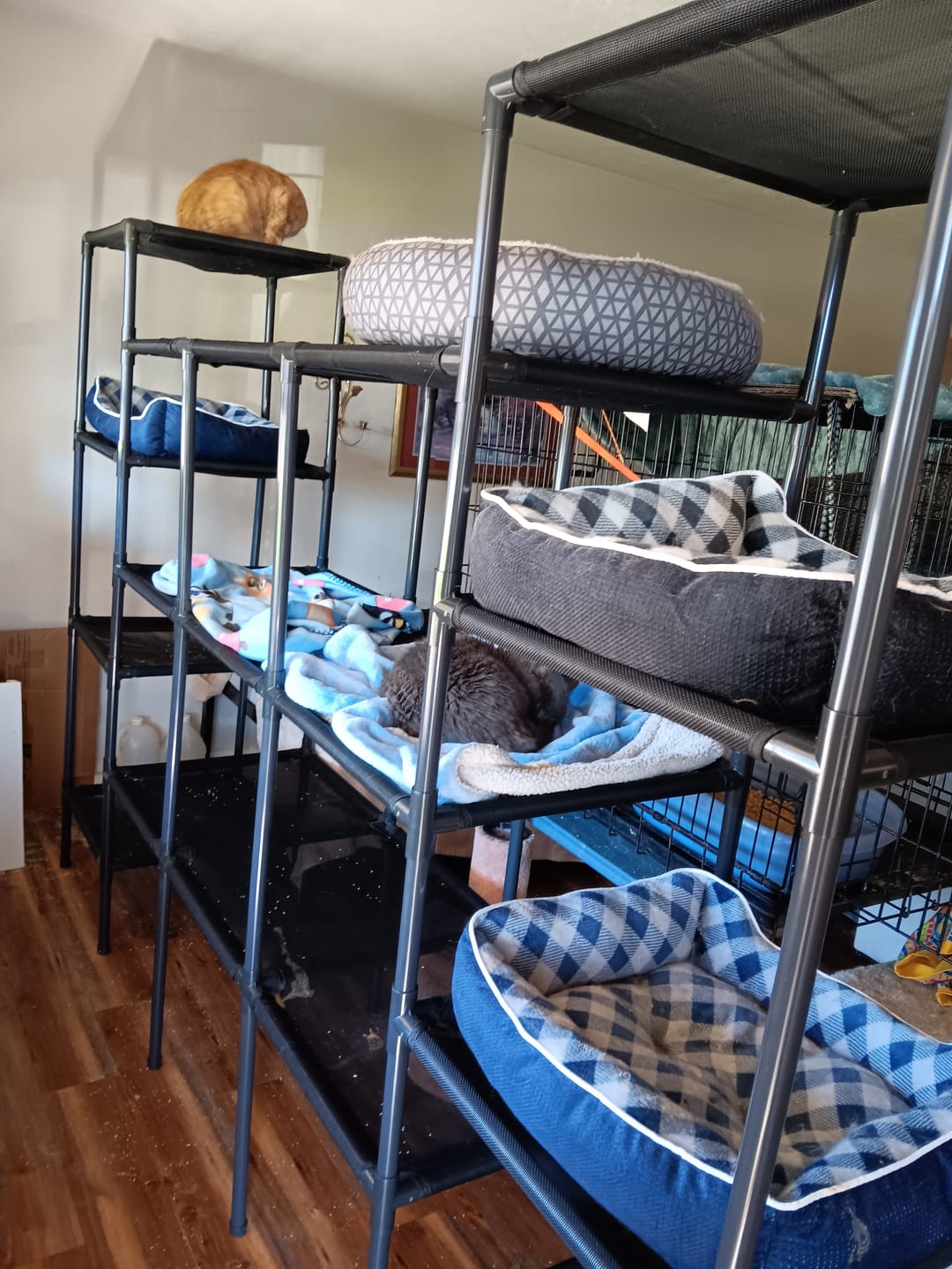 Customer photo review of Durable Cat Tower - Vista
