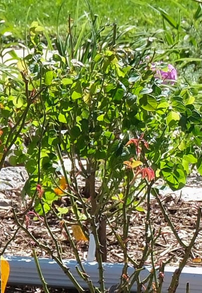 Customer photo review of Olivia Rose Austin® Rose Bush By David Austin® - 3 or 5 Gallon