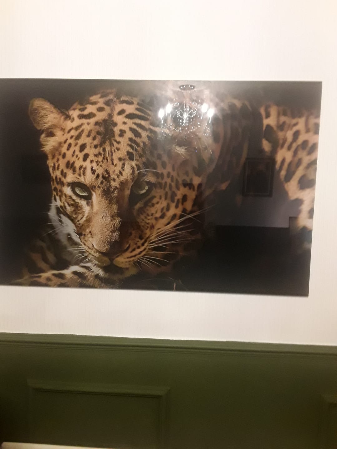 Customer photo review of The Leopard