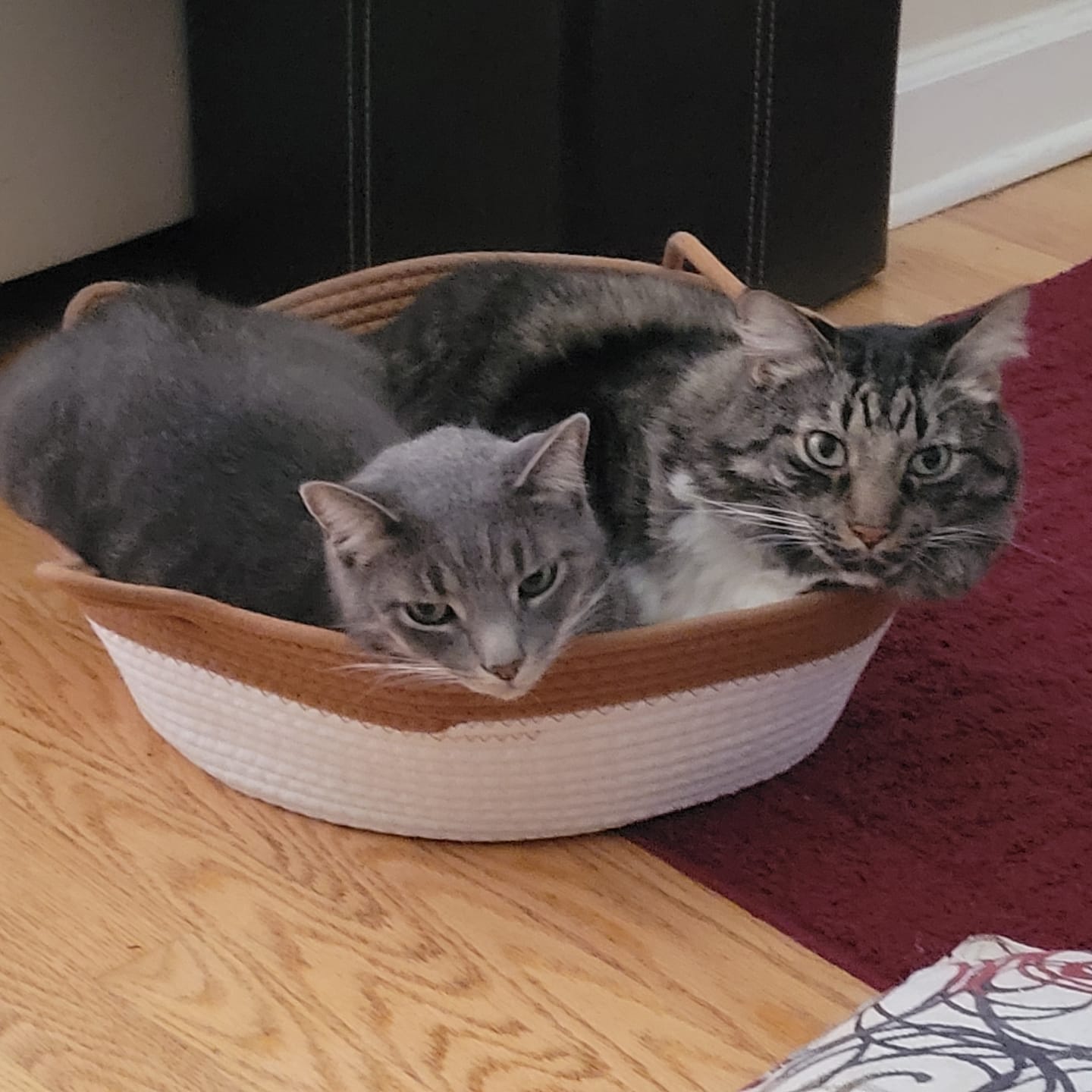 Customer photo review of Instinct Basket | Meet the first research-backed natural territory for indoor cats