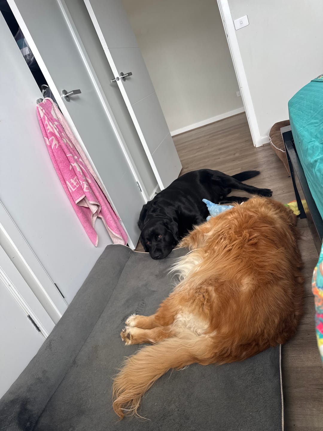 Customer photo review of Blackdog Mixed Yoghurt Drops 1kg x 2pk