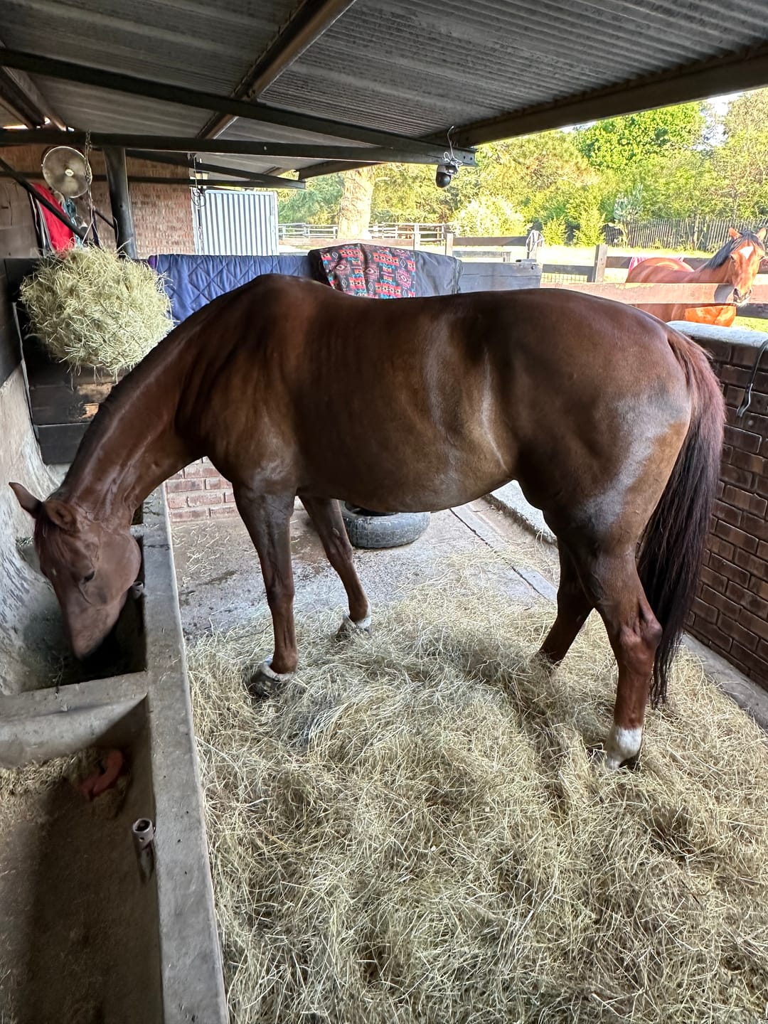 Customer photo review of Equimin Trophy (Supplement For Horses & Game)
