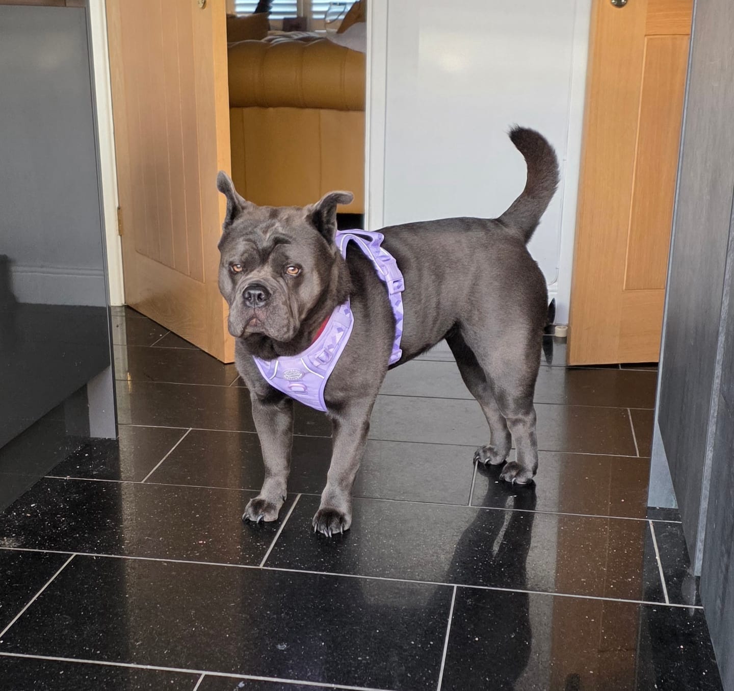 Customer photo review of Tough Trails™ Harness - Walkies Ready® Lavender Lilac