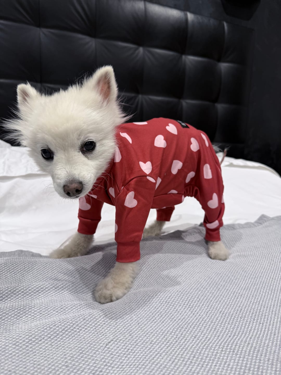 Customer photo review of Dog Pajama - Red Hearts