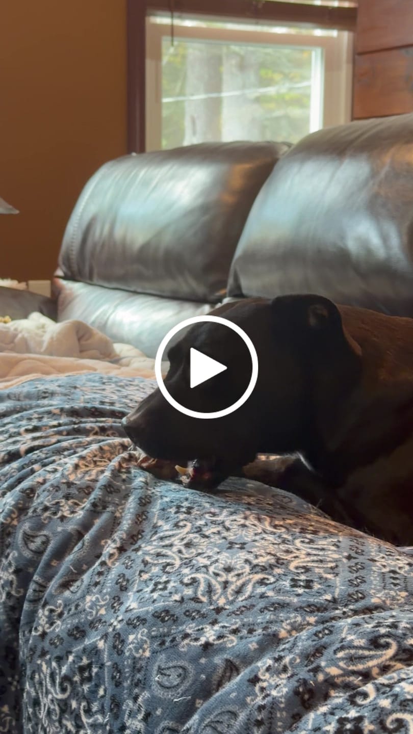 Customer video review of Chest Bone (11" x 6"x 3”): The Durable, Flavor-Packed Chew for Light and Moderate Chewers